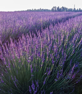 Lavandula intermedia Phenomenal 'Niko'